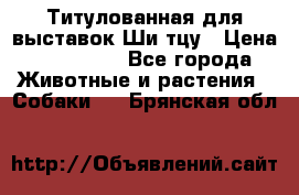 Титулованная для выставок Ши-тцу › Цена ­ 100 000 - Все города Животные и растения » Собаки   . Брянская обл.